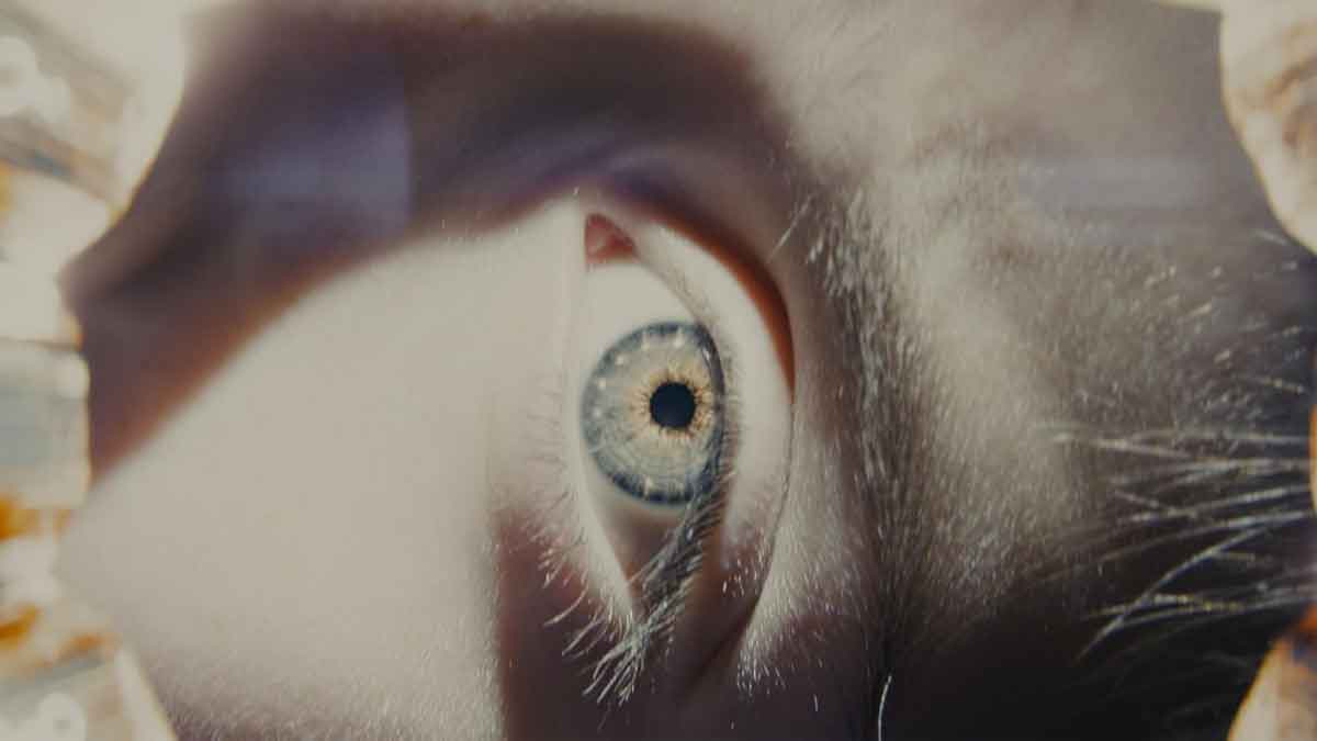 El día de la revelación ya tiene fecha de estreno en streaming
